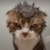 Animals 6