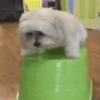 Animals 7
