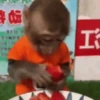 Monkeys in motion 11