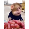 Monkeys in motion 12