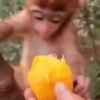 Monkeys in motion 13