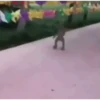 Monkeys in motion 14