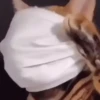 Animals 8