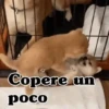 🧿Memes pop 9 😎🤣🤭 16