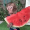 Monkeys in motion 19