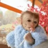 Monkeys in motion 20