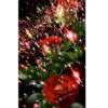 🌷ᑲeᥲᥙtіfᥙᥣ fᥣ᥆ᥕers 💐 19