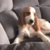 Animals 10