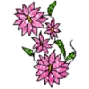 FLORES BONITAS 14