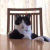Animals 11