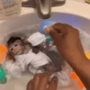 Monkeys in motion 22