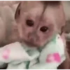 Monkeys in motion 23