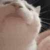 Animals 13