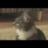 Animals 14