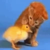 Animals 17