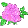 FLORES BONITAS 19