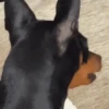 Animals 18