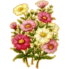 FLORES BONITAS 21