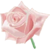 FLORES BONITAS 23