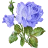 FLORES BONITAS 25