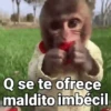 Q se te ofrece maldito imbécil