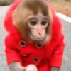 Monkeys in motion 29