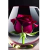 🌷ᑲeᥲᥙtіfᥙᥣ fᥣ᥆ᥕers 💐 26