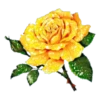 FLORES BONITAS 27