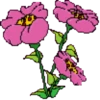 FLORES BONITAS 29