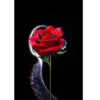 🌷ᑲeᥲᥙtіfᥙᥣ fᥣ᥆ᥕers 💐 30