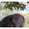 Animals 23