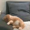 ✨Gato chipichipi🐈Gatos 😸 6