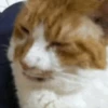 ✨Gato chipichipi🐈Gatos 😸 9