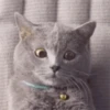 ✨Gato chipichipi🐈Gatos 😸 10