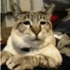 ✨Gato chipichipi🐈Gatos 😸 20