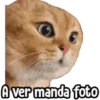 ⚠ Gatito Tóxico ☣️⚠️ 14