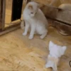 ✨Gato chipichipi🐈Gatos 😸 21