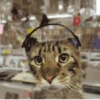 ✨Gato chipichipi🐈Gatos 😸 19
