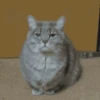 ✨Gato chipichipi🐈Gatos 😸 8