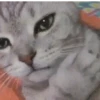 ✨Gato chipichipi🐈Gatos 😸 22