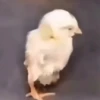 🎵 TIKTOKeando 34🎵 12