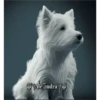 Perritos 2Guau Guau 12