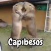 🦫 Capibara reactions 🦫 5