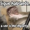Monos changos graciosos 🐒🐵 10