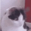 ✨Gato chipichipi🐈Gatos 😸 14