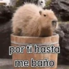 capibara cute 😎 12