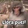 Monos changos graciosos 🐒🐵 13