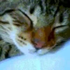 ✨Gato chipichipi🐈Gatos 😸 16
