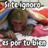 Monos changos graciosos 🐒🐵 11