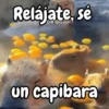 🦫 Capibara reactions 🦫 13